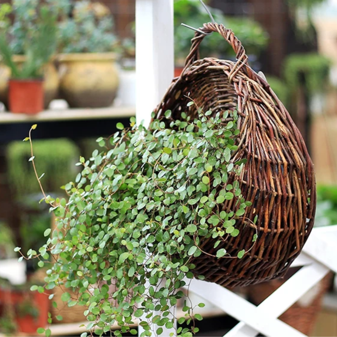 Vaso para Plantas Suspenso em Rattan - Zatto